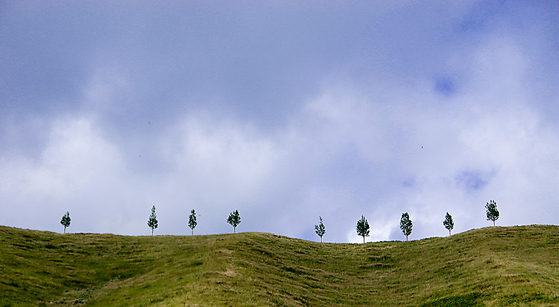 Bäume auf Hügel 1