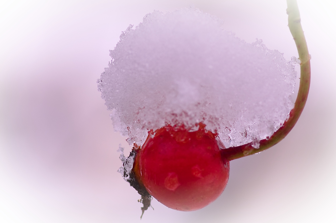 Frucht unter Schnee A