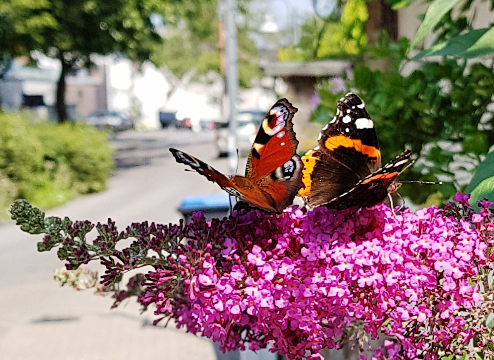 Zwei auf dem Schmetterlingsflieder