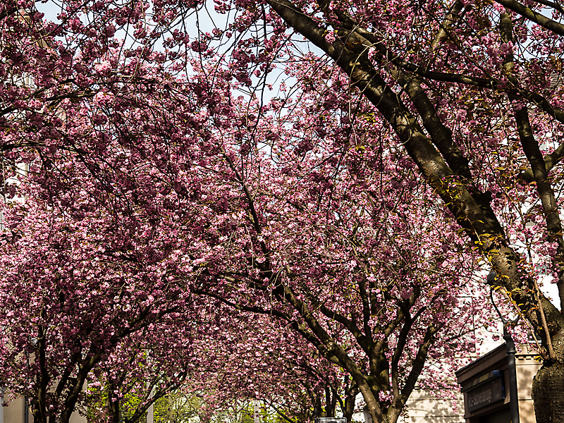 Kirschblüte Bonn 2