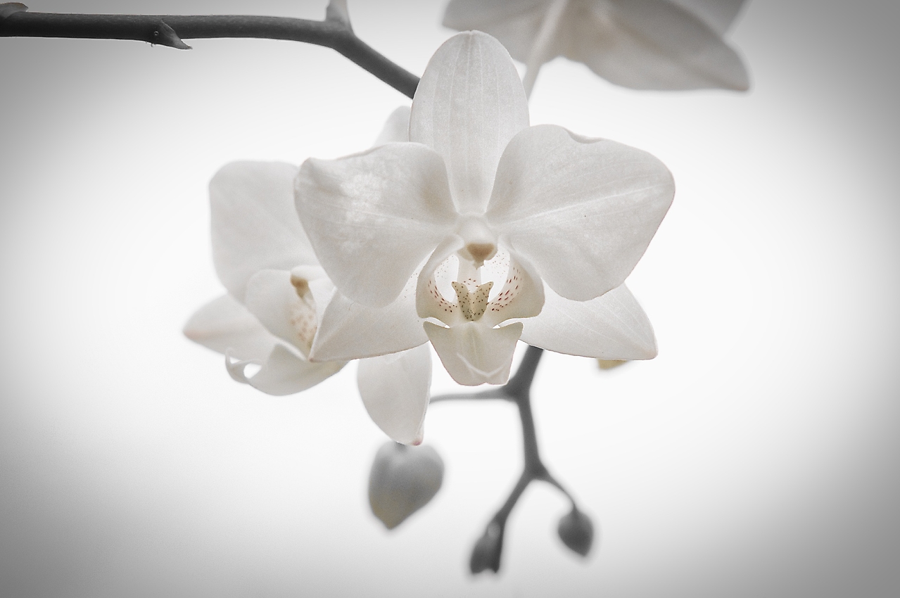 Orchidee n1