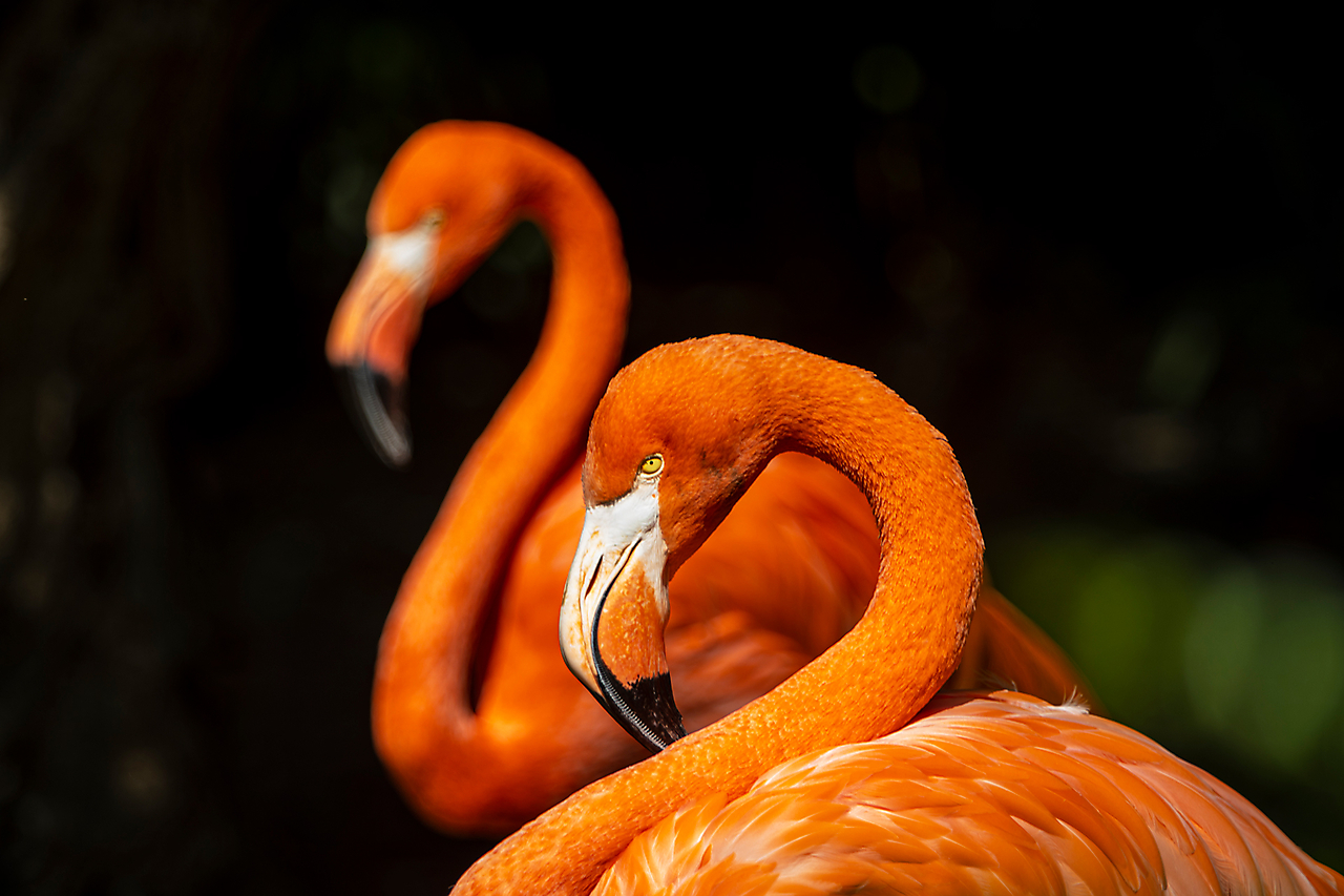 Flamingo - Paar