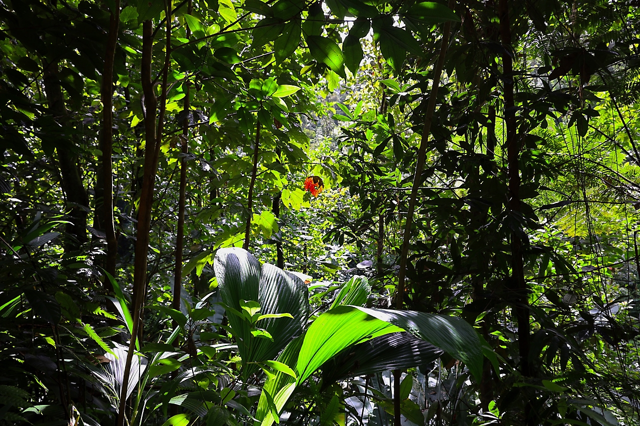 im Regenwald von Dominika