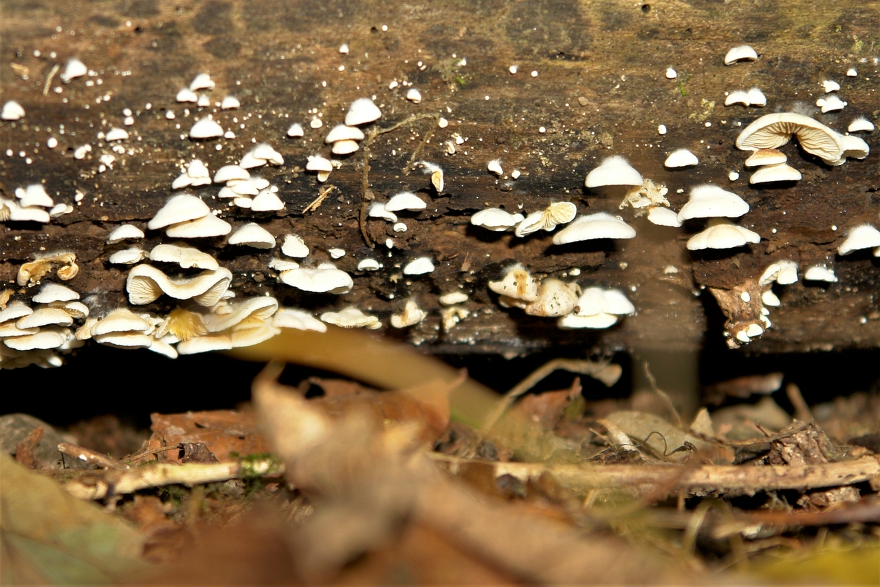 Kleine Pilze am Stamm