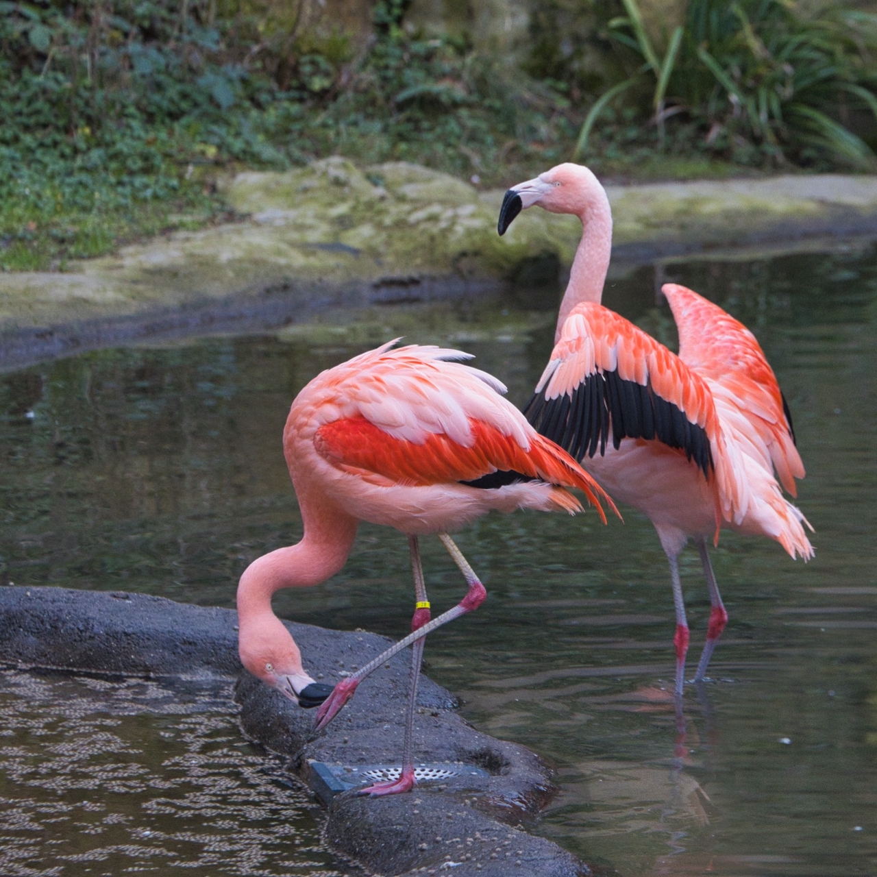 Flamingos in den schönsten Farben