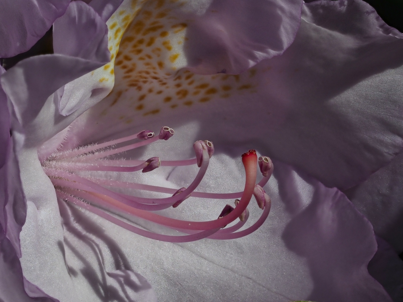Inneres einer Rhododendronbluete