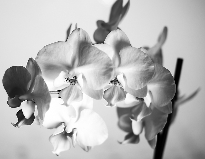 sw Orchide