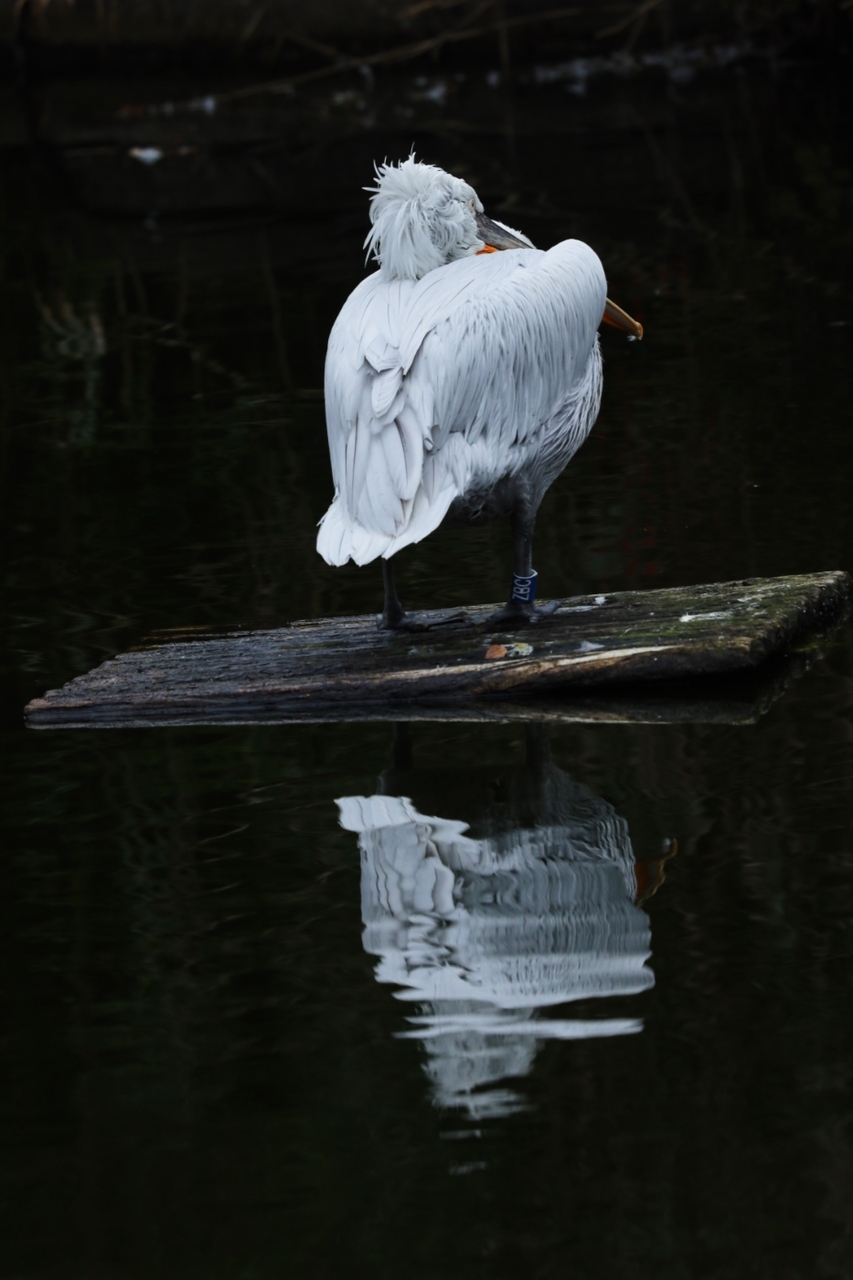 Pelikan im Spiegel