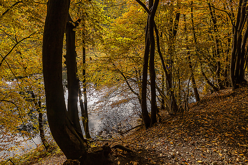 Herbstwald und See