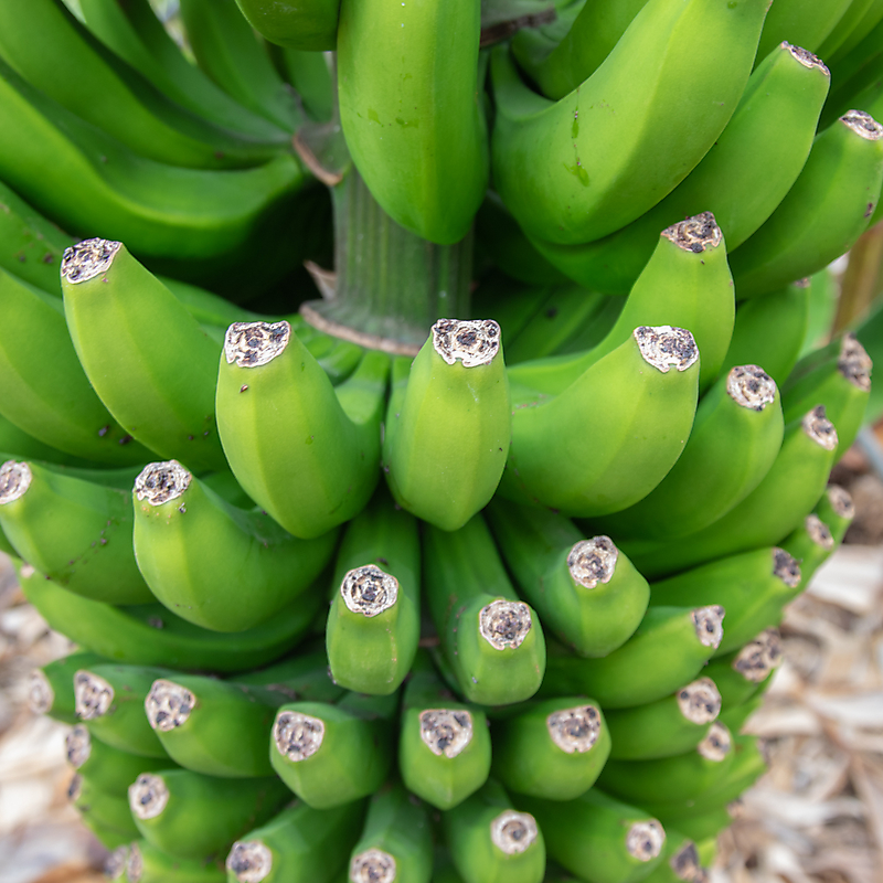 kanarische Bananen
