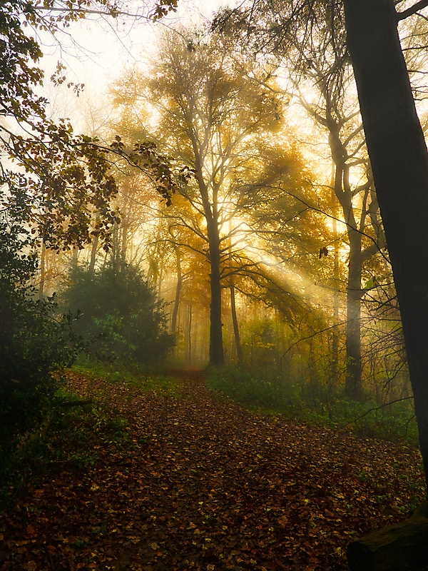 Morgens im Wald1