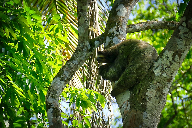 Faultier in Costa Rica