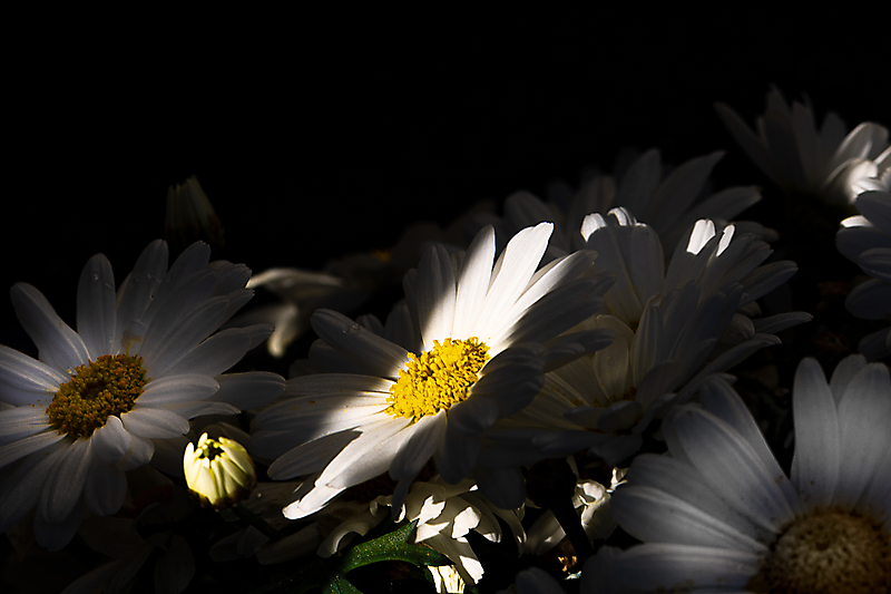 Licht-Schatten-Blumen