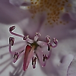 Rhododendron Staubbeutel mit Griffel