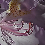 Inneres einer Rhododendronbluete