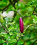 Purpur Magnolie 2