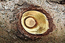 Das Auge im Kernholz