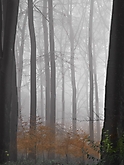 Nebelspaziergang im Wald