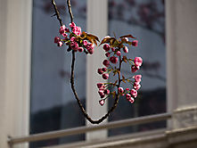 Kirschblüte Bonn 1