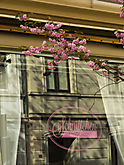 Kirschblüte Bonn 3