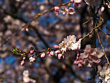 Kirschblüte in Sprockhövel 2