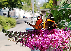 Zwei auf dem Schmetterlingsflieder