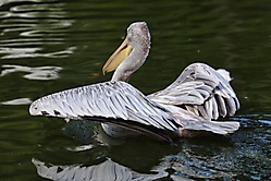 Landung des Pelikans