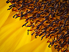 Nahaufnahme Sonnenblume1