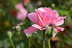 Rosa Rose zwei