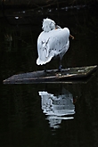 Pelikan im Spiegel