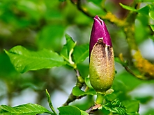 Purpur Magnolie