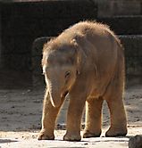 Babyelefant Zoo Hannover