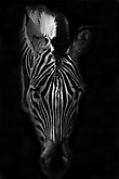 Schwebendes Zebra