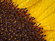 Nahaufnahmen Sonnenblume2