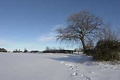 Zum Baum im Schnee