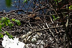 Das Nest mit Gelege 