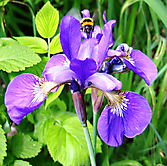 Hummelbesuch bei der schönen Iris.
